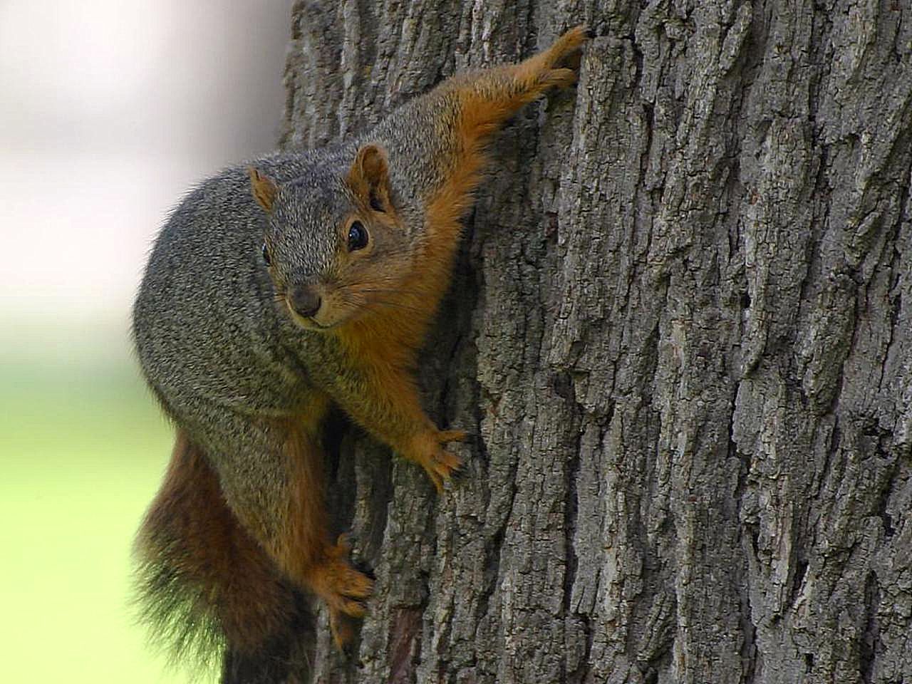 The Squirrel Who Shared